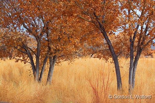 Bosque Trees_73039.jpg - Photographed in the Bosque del Apache National Wildlife Refuge near San Antonio, New Mexico USA. 